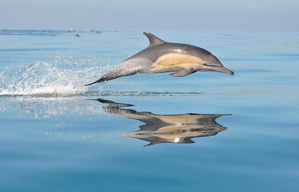 Sunrise Dolphin Watching Boat Tour in Mallorca