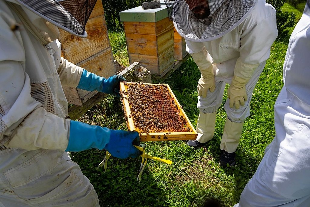 Bee Farm Visit and Honey Tasting in Lagoa