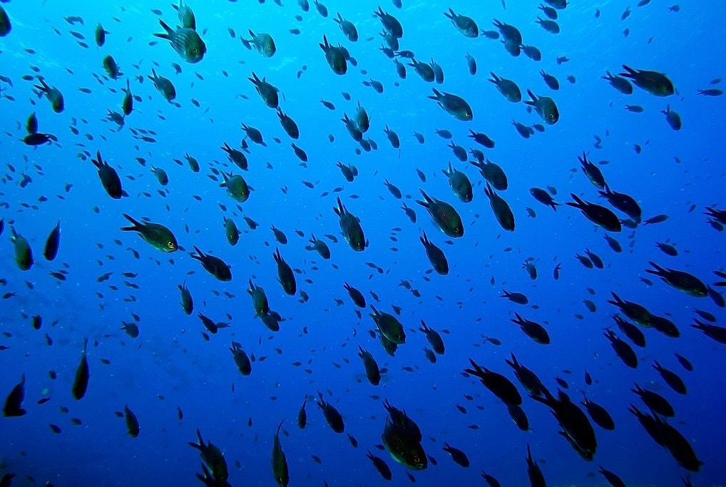 Scuba Diving in Menorca for Certified Divers