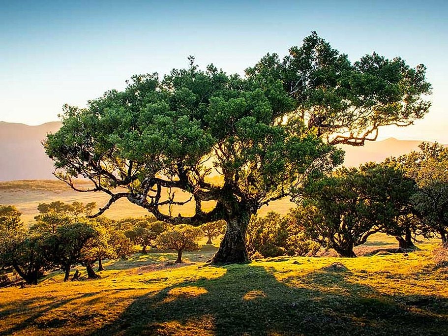 West of Madeira Island Tour