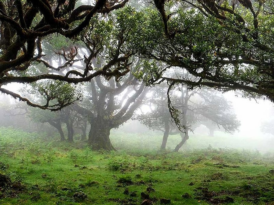 Fanal and Assobiadores Hike in Madeira