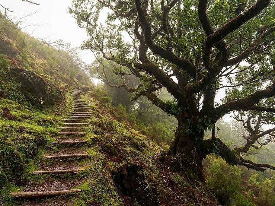 Fanal and Assobiadores Hike in Madeira