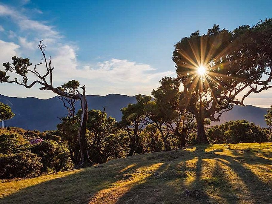 Fanal and Assobiadores Hike in Madeira
