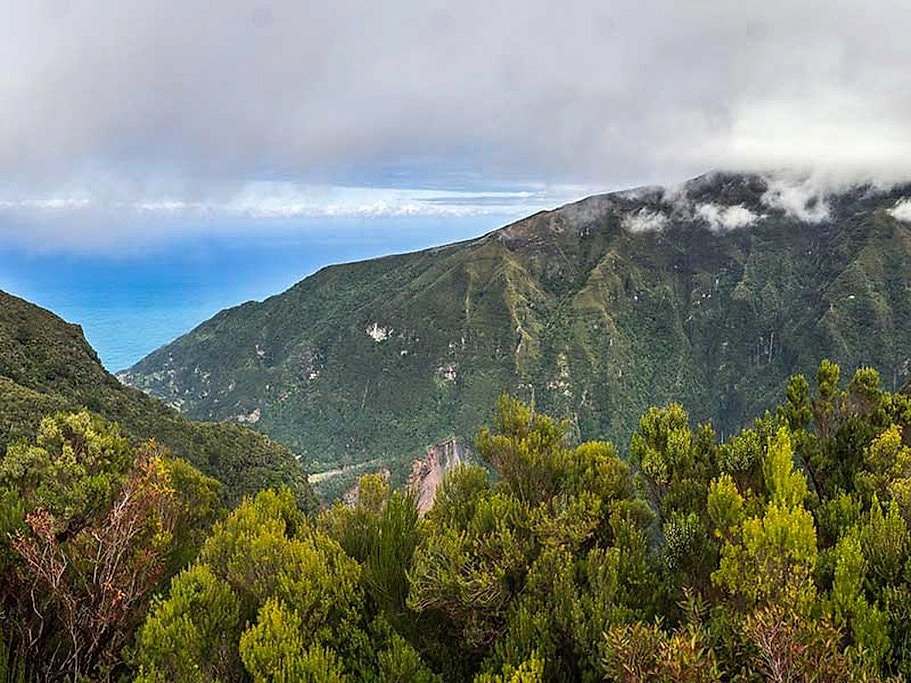 Fanal and Assobiadores Hike in Madeira