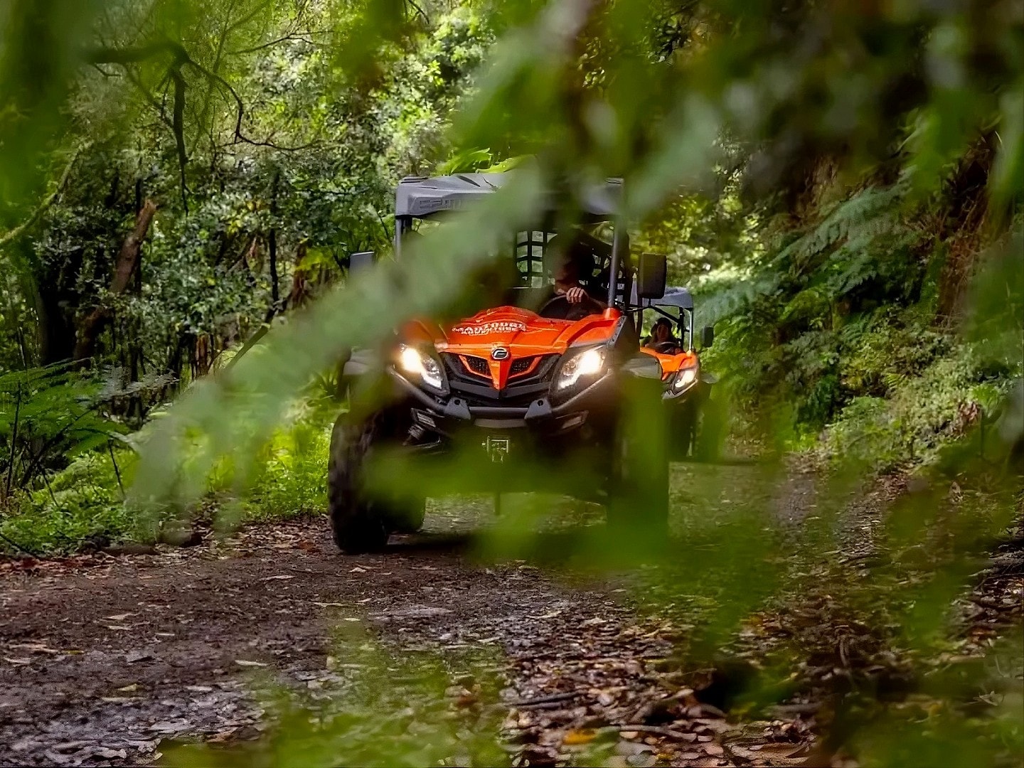 Madeira Off-Road Buggy Drive Through Laurissilva Forest