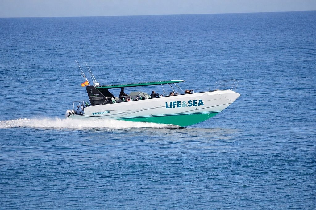 Sunrise Dolphin Watching Boat Tour in Mallorca