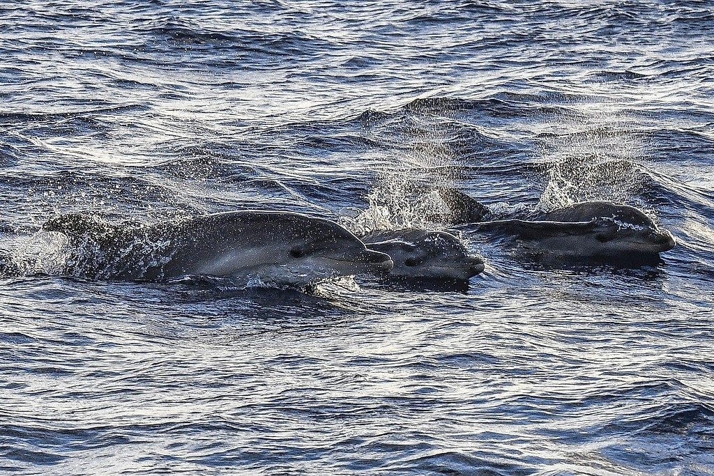 Sunrise Dolphin Watching Boat Tour in Mallorca