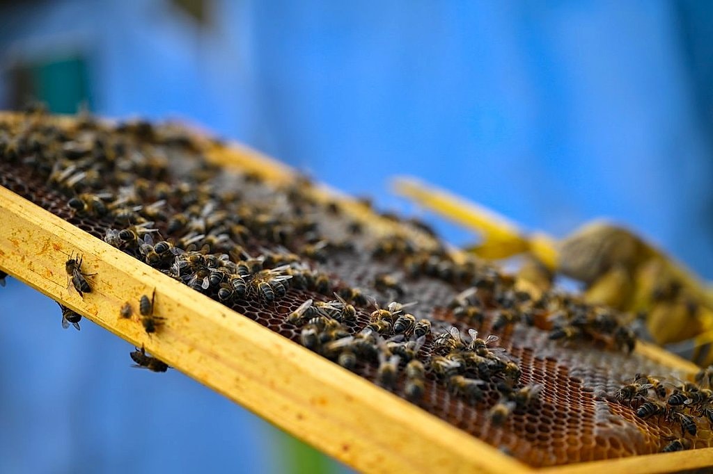 Bee Farm Visit and Honey Tasting in Lagoa