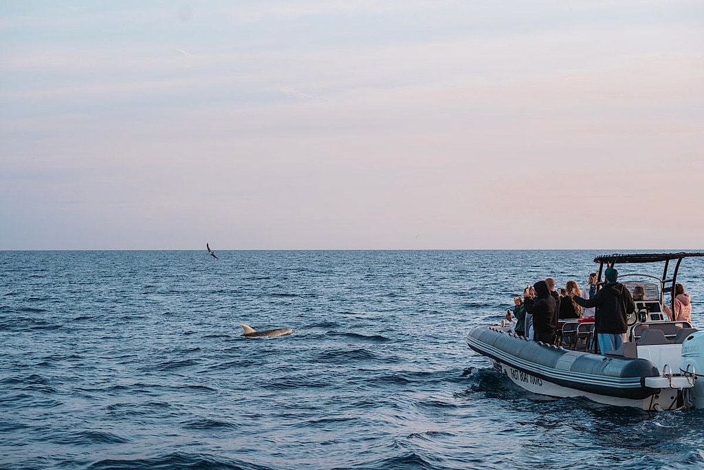 Alcudia Fast Boat Tours for Dolphins and Sunset