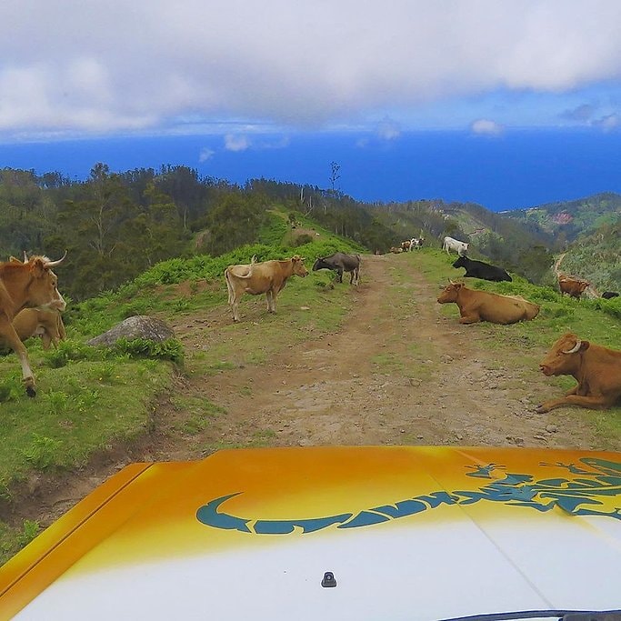 Cows resting on a mountain dirt track above the Atlantic, southwest Madeira jeep tour.