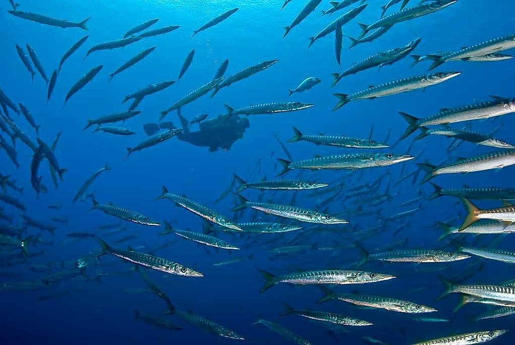 Southwest Mallorca Diving with Certified and Beginner Options