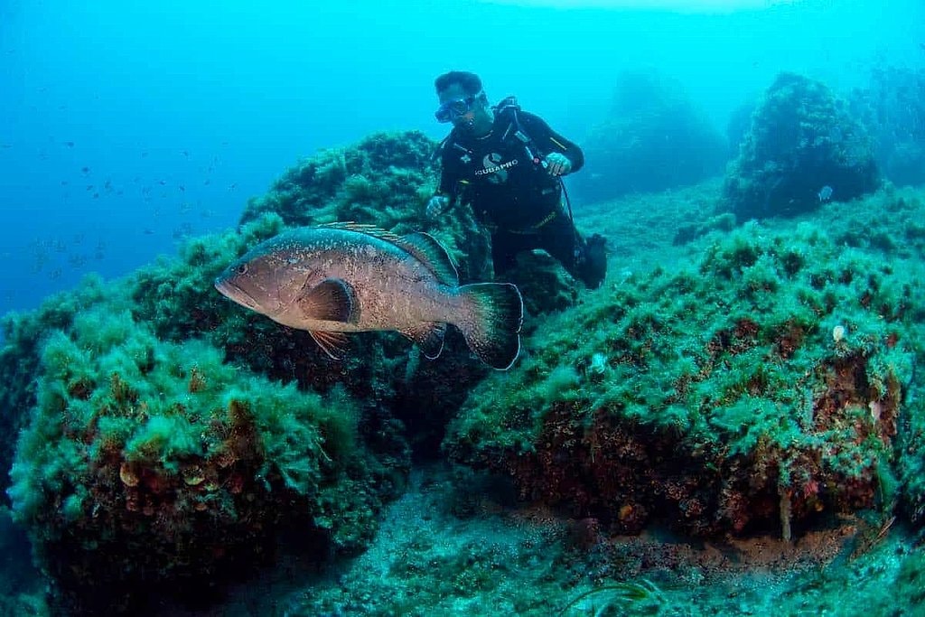 Southwest Mallorca Diving with Certified and Beginner Options