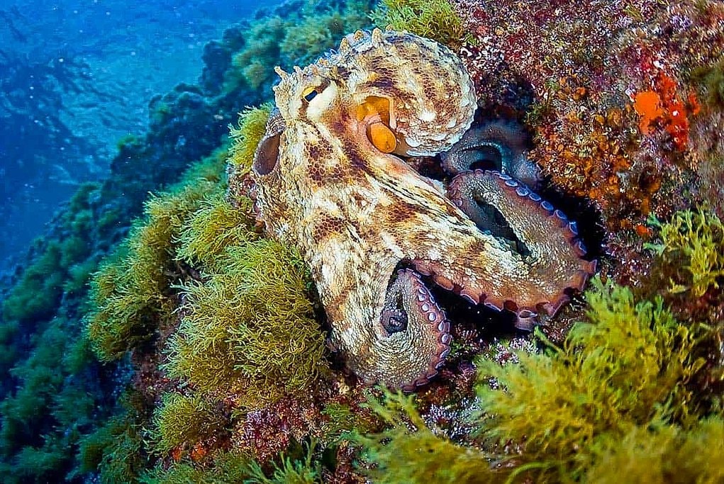 Southwest Mallorca Diving with Certified and Beginner Options