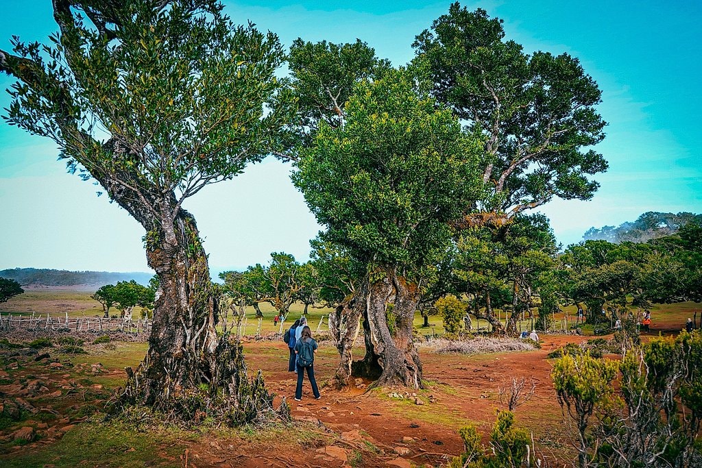 Madeira Half Day Central Jeep Safari