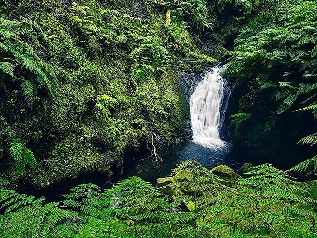 Levada do Rei Full Day Hike in Madeira