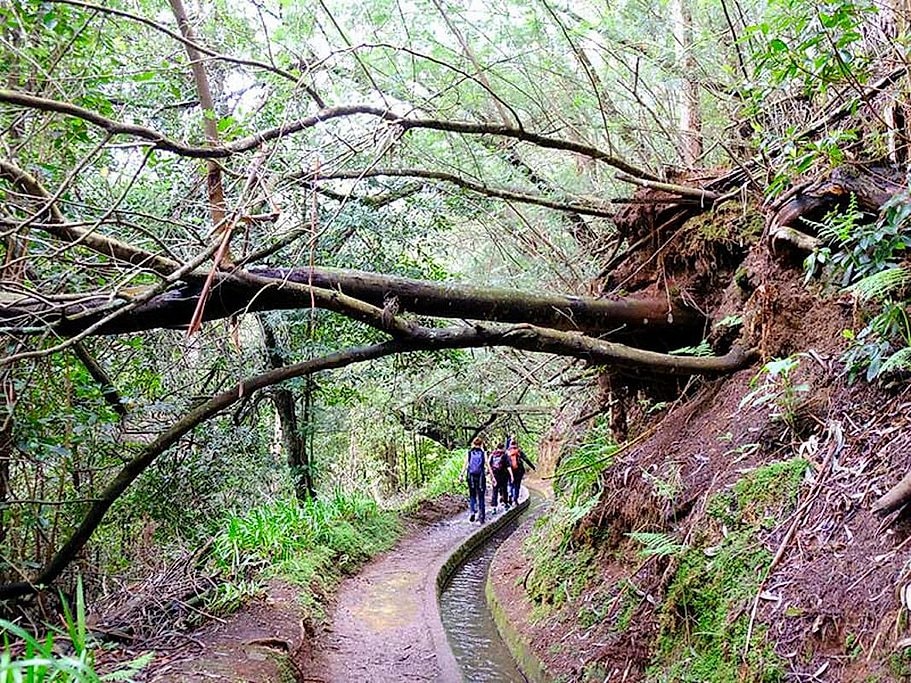Levada do Rei Full Day Hike in Madeira