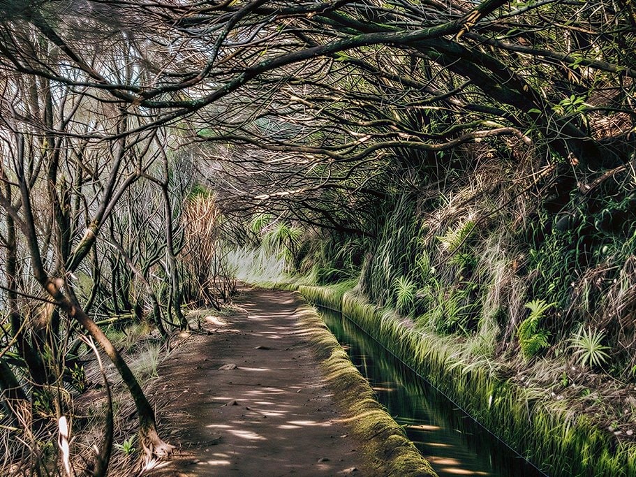 Levada do Alecrim Madeira Full-Day Guided Hike