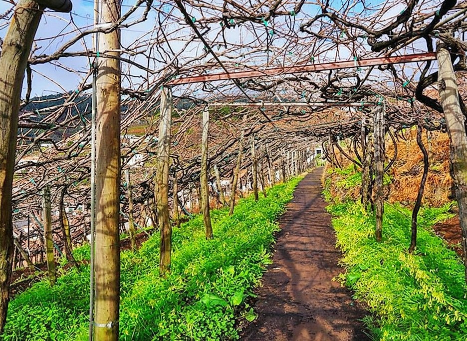 Levada do Estreito Wine Walk in Madeira